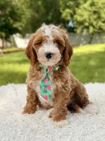Armani , a male Cavapoo for sale in Frostproof, FL – 6 of 10