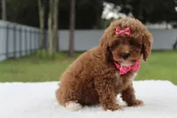 Fifi - Micro / Toy , a female Miniature Goldendoodle for sale in Frostproof, FL – 8 of 8