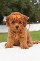 Dakota , a female Miniature Goldendoodle for sale in Frostproof, FL – 6 of 10