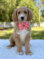 Molly - Mini , a female Miniature Goldendoodle for sale in Frostproof, FL – 7 of 9