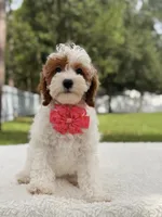 Flower , a female Cavapoo for sale in Frostproof, FL – 7 of 9