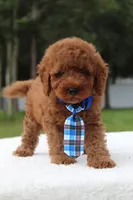 Flash - Micro / Toy , a male Miniature Goldendoodle for sale in Frostproof, FL – 5 of 9