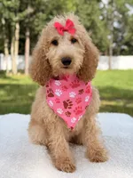 Bella, a female Goldendoodle for sale in Frostproof, FL – 7 of 7