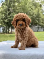 Tyler - F1b Mini Goldendoodle Male, a male Miniature Goldendoodle for sale in Frostproof, FL – 6 of 10