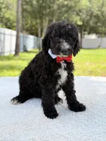 Snow - Standard Goodendoodle, a male Goldendoodle for sale in Frostproof, FL – 6 of 10
