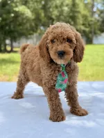 Thomas - F1b Mini Goldendoodle Male , a male Miniature Goldendoodle for sale in Frostproof, FL – 8 of 8