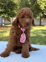 Oscar - Mini, a male Miniature Goldendoodle for sale in Frostproof, FL – 8 of 8