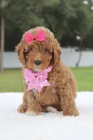 Fancy , a female Miniature Goldendoodle for sale in Frostproof, FL – 2 of 8