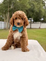 Hero , a female Goldendoodle and Miniature Goldendoodle for sale in Frostproof, FL – 9 of 10