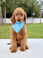 Harris , a male Goldendoodle and Miniature Goldendoodle for sale in Frostproof, FL – 5 of 8