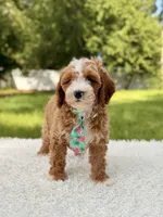 Armani , a male Cavapoo for sale in Frostproof, FL – 4 of 10