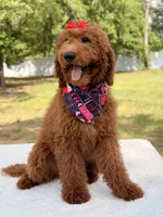 Valentina , a female Goldendoodle for sale in Frostproof, FL – 4 of 10