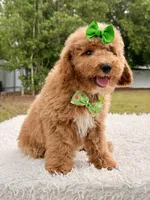 Elsa , a female Miniature Goldendoodle for sale in Frostproof, FL – 3 of 8