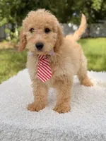Mathew , a male Miniature Goldendoodle for sale in Frostproof, FL – 7 of 8