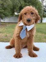 Arthur , a male Miniature Goldendoodle for sale in Frostproof, FL – 9 of 10
