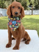 Dominic - F1b Standard , a male Goldendoodle for sale in Frostproof, FL – 7 of 7