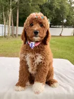 Haven - Medium Goldendoodle , a female Goldendoodle and Miniature Goldendoodle for sale in Frostproof, FL – 5 of 10