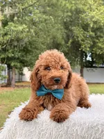 Pumbaa , a male Miniature Goldendoodle for sale in Frostproof, FL – 7 of 9