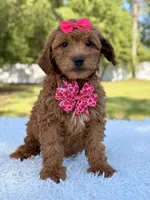 Minnie , a female Miniature Goldendoodle for sale in Frostproof, FL – 7 of 7