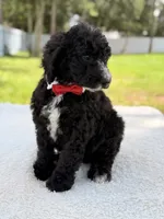 Snow - Standard Goodendoodle, a male Goldendoodle for sale in Frostproof, FL – 7 of 10