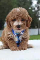 Flynn - Toy / Micro, a male Miniature Goldendoodle for sale in Frostproof, FL – 8 of 10