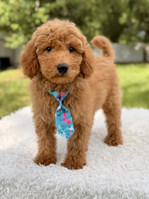 Manny  – Miniature Goldendoodle puppy for sale in Frostproof, FL