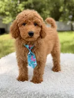 Manny , a male Miniature Goldendoodle for sale in Frostproof, FL – 1 of 10