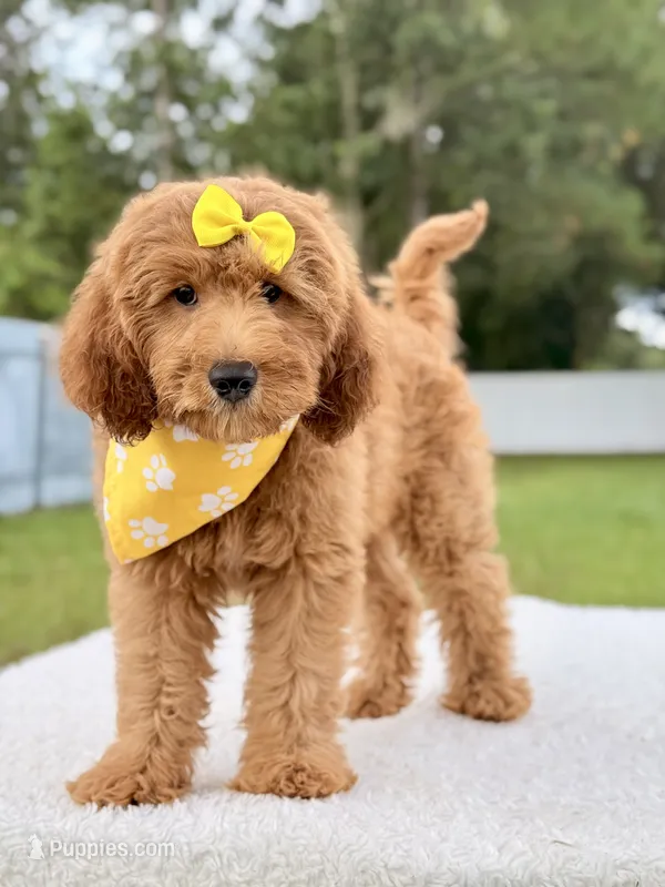 Hazel  – Goldendoodle, Miniature Goldendoodle puppy for sale in Frostproof, FL