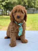 Thiago - F1b Mini Goldendoodle , a male Miniature Goldendoodle for sale in Frostproof, FL – 8 of 10