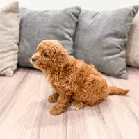 Candy - F1bb Mini Goldendoodle , a female Miniature Goldendoodle for sale in Frostproof, FL – 3 of 5