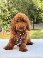 Pluto - Mini , a male Miniature Goldendoodle for sale in Frostproof, FL – 3 of 10