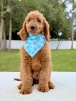 Harris , a male Goldendoodle and Miniature Goldendoodle for sale in Frostproof, FL – 6 of 8