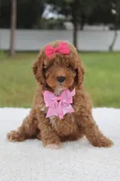 Fancy , a female Miniature Goldendoodle for sale in Frostproof, FL – 1 of 8