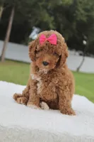 Fancy , a female Miniature Goldendoodle for sale in Frostproof, FL – 4 of 8