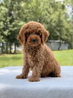 Tyler - F1b Mini Goldendoodle Male, a male Miniature Goldendoodle for sale in Frostproof, FL – 8 of 10