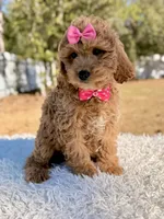 Sunshine - F1b Mini , a female Miniature Goldendoodle for sale in Frostproof, FL – Photo 5 of 7