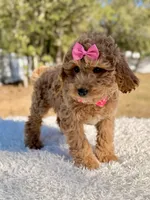 Sunshine - F1b Mini , a female Miniature Goldendoodle for sale in Frostproof, FL – Photo 4 of 7