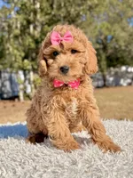 Sunshine - F1b Mini , a female Miniature Goldendoodle for sale in Frostproof, FL – Photo 1 of 7
