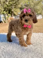 Sunshine - F1b Mini , a female Miniature Goldendoodle for sale in Frostproof, FL – Photo 6 of 7