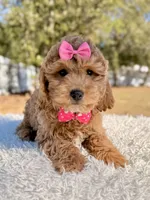 Sunshine - F1b Mini , a female Miniature Goldendoodle for sale in Frostproof, FL – Photo 2 of 7