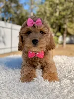 Sunshine - F1b Mini , a female Miniature Goldendoodle for sale in Frostproof, FL – Photo 3 of 7