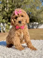 Sunshine - F1b Mini , a female Miniature Goldendoodle for sale in Frostproof, FL – Photo 7 of 7