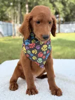 Dominic - F1b Standard , a male Goldendoodle for sale in Frostproof, FL – 4 of 7