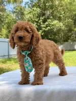 Thiago - F1b Mini Goldendoodle , a male Miniature Goldendoodle for sale in Frostproof, FL – 10 of 10