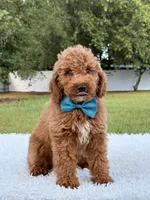 Pumbaa , a male Miniature Goldendoodle for sale in Frostproof, FL – 9 of 9
