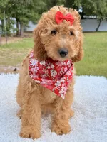 Cassie , a female Miniature Goldendoodle for sale in Frostproof, FL – 8 of 10