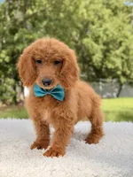 Michael , a male Miniature Goldendoodle for sale in Frostproof, FL – 8 of 8