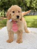 Mathew , a male Miniature Goldendoodle for sale in Frostproof, FL – 4 of 8
