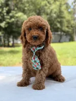 Tyler - F1b Mini Goldendoodle Male, a male Miniature Goldendoodle for sale in Frostproof, FL – 7 of 10