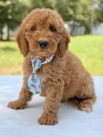 Trevor - F1b Mini Goldendoodle Male, a male Miniature Goldendoodle for sale in Frostproof, FL – 4 of 10